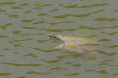 Apalone mutica mutica