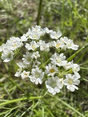 Bifora