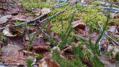 Lycopodium lagopus