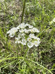Bifora