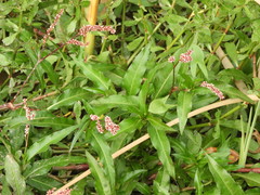 Persicaria ferruginea