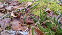 Lycopodium lagopus