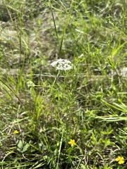 Bifora