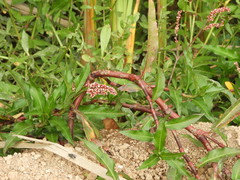 Persicaria ferruginea