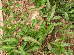 Persicaria ferruginea