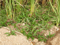 Persicaria ferruginea