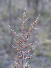 Hippophae