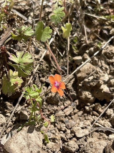 iNaturalist observation photo of scarlet pimpernel