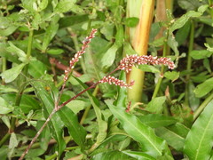 Persicaria ferruginea
