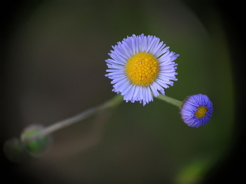 Erigeron quercifolius image