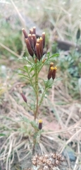 Tagetes multiflora