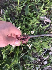 Allium canadense