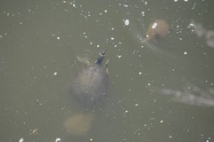 Apalone mutica mutica