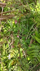 Rubus pungens oldhamii