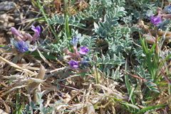 Astragalus missouriensis