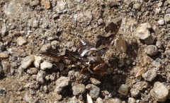 Exoprosopa caliptera