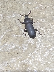 Tenebrio obscurus