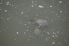 Apalone mutica mutica