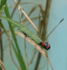 Dicranolaius cinctus