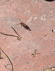 Forficula auricularia