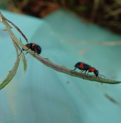 Dicranolaius cinctus