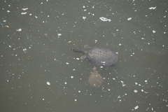 Apalone mutica mutica