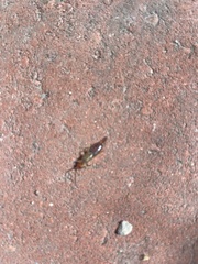 Forficula auricularia