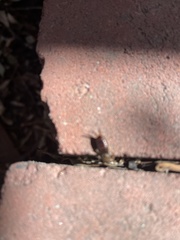 Forficula auricularia