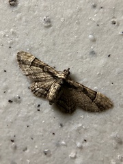 Gymnoscelis tristrigosa