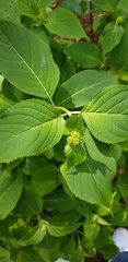 Hydrangea serrata