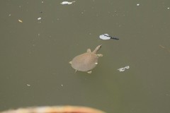 Apalone mutica mutica