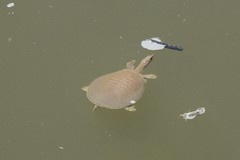 Apalone mutica mutica