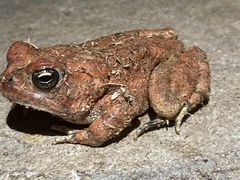Anaxyrus terrestris