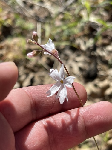 iNaturalist observation photo of San Francisco woodland-star