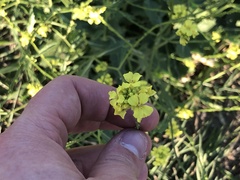 Rapistrum rugosum