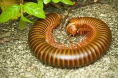 Thyropygus allevatus