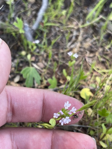 iNaturalist observation photo of Plectritis