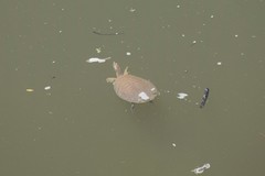 Apalone mutica mutica