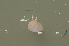 Apalone mutica mutica