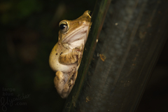 Polypedates megacephalus