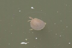 Apalone mutica mutica