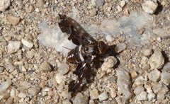 Exoprosopa caliptera