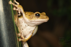 Polypedates megacephalus