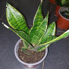 Sansevieria