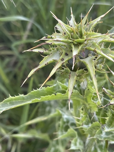 iNaturalist observation photo of milk thistle