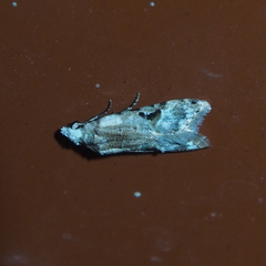 Metacosmesis laxeuta