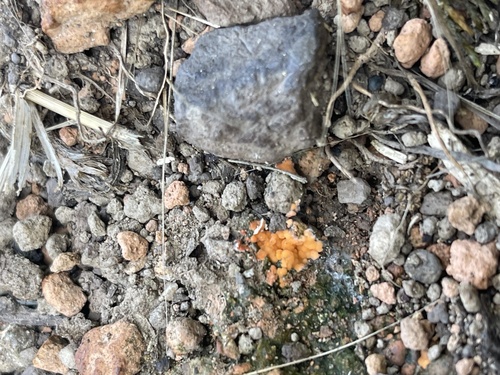 iNaturalist observation photo of Pyronema