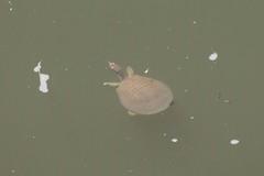 Apalone mutica mutica