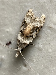 Metacosmesis laxeuta