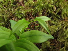 Streptopus streptopoides